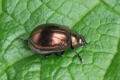 Chrysolina aurichalcea