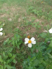 Bidens alba