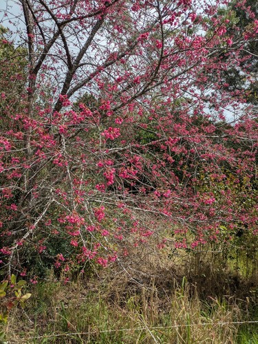 Prunus, 2026-03-02
