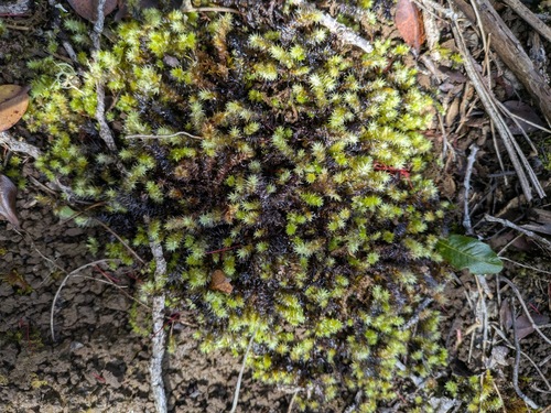 Aerobryopsis observed 2026-03-02