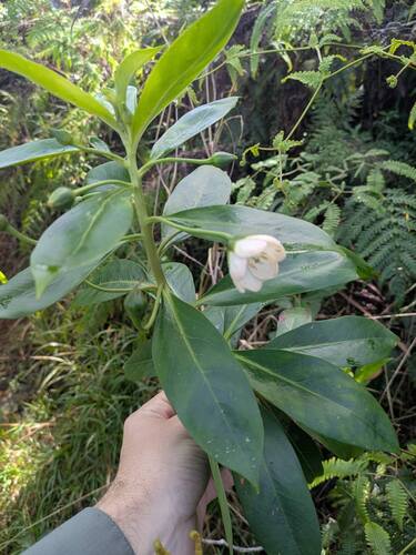 Lysimachia glutinosa observed 2026-03-02
