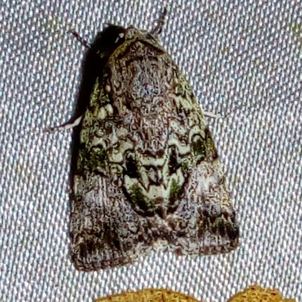 Blenina obliquinaria