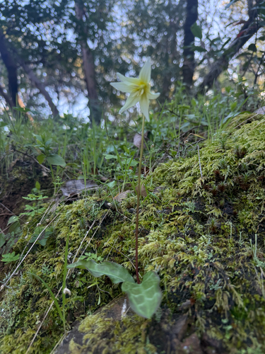 Erythronium californicum, photograph 2