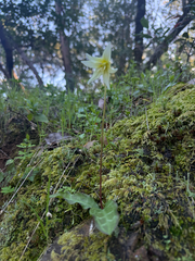 (c) Deb Kemp, some rights reserved (CC BY) Erythronium californicum, photograph (c) Deb Kemp, some rights reserved (CC BY)