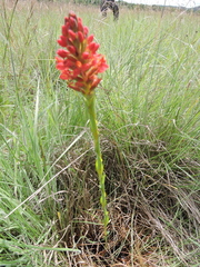 Disa