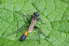 Ammophila campestris