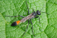 Ammophila campestris