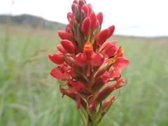Disa