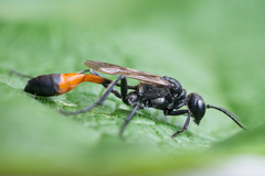 Ammophila campestris