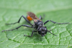 Ammophila campestris