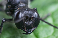 Ammophila campestris