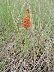 Disa
