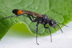 Ammophila campestris