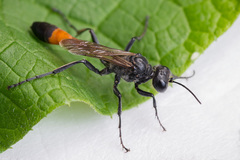 Ammophila campestris