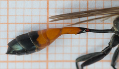 Ammophila campestris