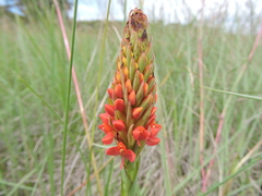 Disa