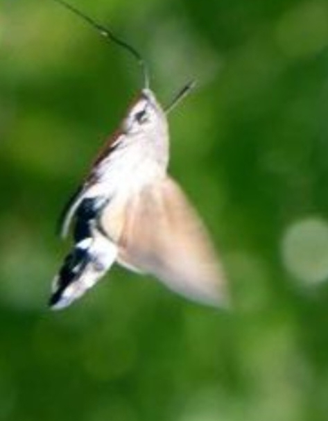 Macroglossum stellatarum