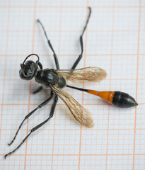 Ammophila campestris