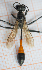 Ammophila campestris