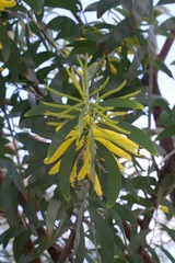 Juliflorae