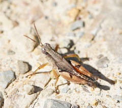 Phaulacridium vittatum