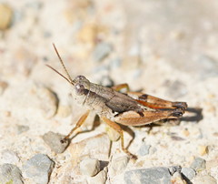 Phaulacridium vittatum