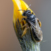 Small Shaggy Bee - Photo (c) Vladimir Bryukhov, some rights reserved (CC BY-NC), uploaded by Vladimir Bryukhov