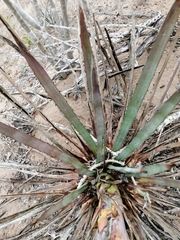 Agave aktites