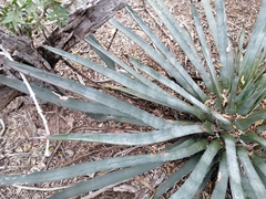 Agave aktites