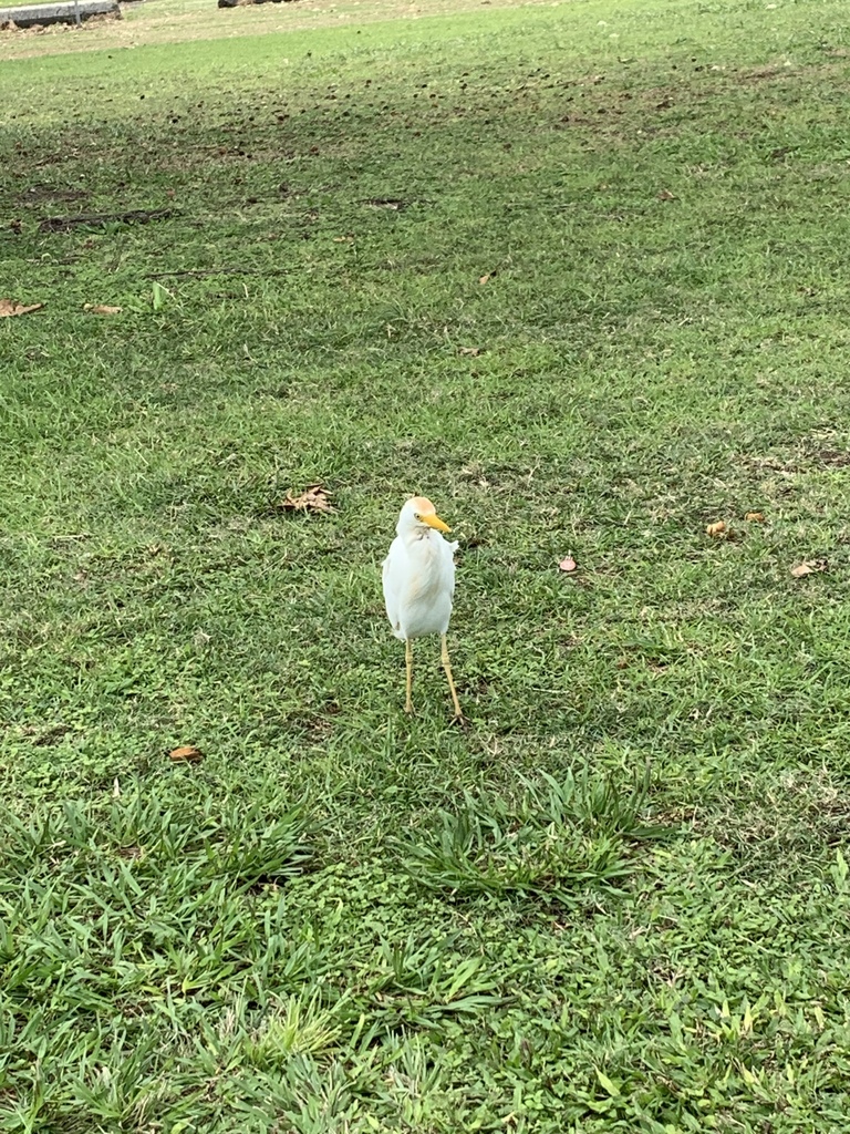 Cattle Egret From Kualoa Regional Park Kaneohe HI US On January 08   Large 