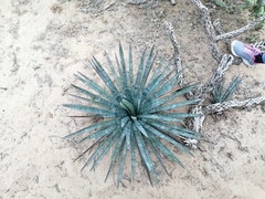 Agave aktites