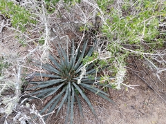 Agave aktites