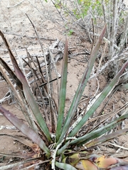 Agave aktites