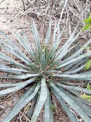 Agave aktites