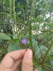 Stachytarpheta jamaicensis