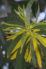 Juliflorae