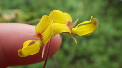 Cajanus scarabaeoides