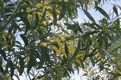 Juliflorae