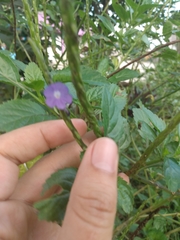 Stachytarpheta jamaicensis