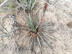 Agave aktites
