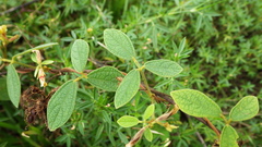 Cajanus scarabaeoides