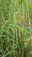 Cajanus scarabaeoides