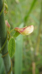 Cajanus scarabaeoides