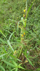 Cajanus scarabaeoides