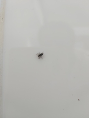 Diptera
