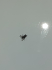 Diptera