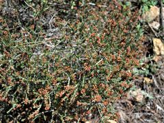 Erica manipuliflora