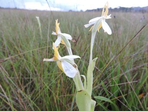 Habenaria macroplectron image