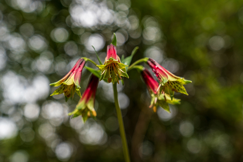 Peruvian Lily