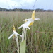 Habenaria macroplectron - Photo (c) Nicholas Wightman, some rights reserved (CC BY-NC), uploaded by Nicholas Wightman